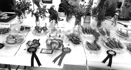 Well-earned rosettes in the vegetable sections at the Girton Show, 2009